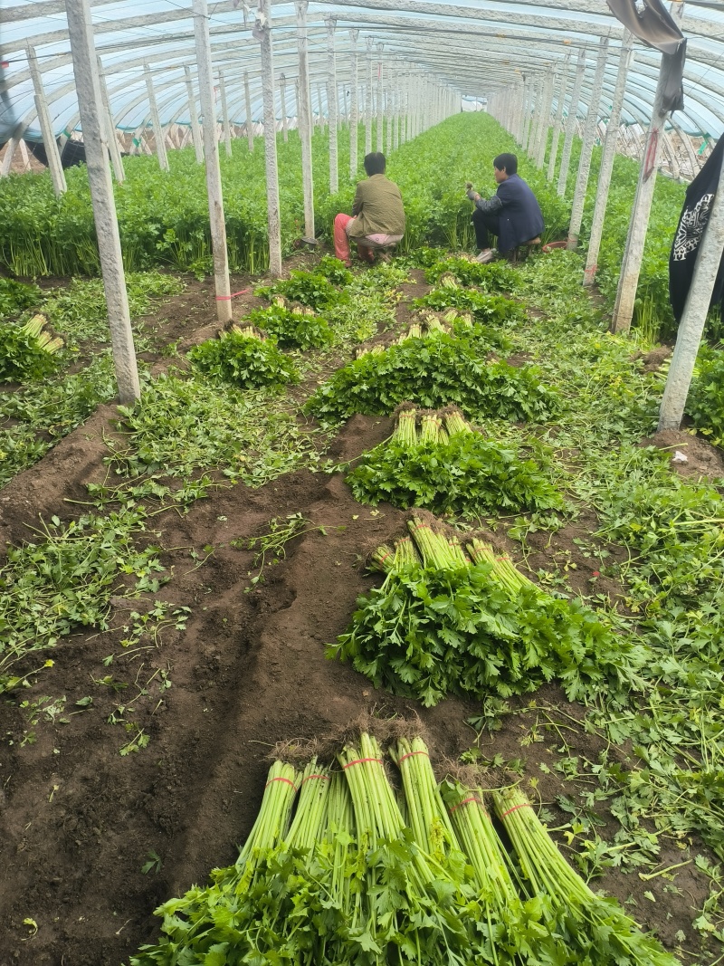小香芹棵细质量好