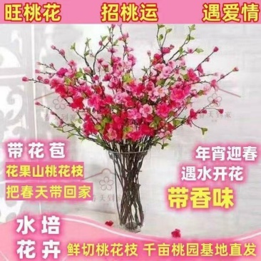 新年装饰桃花枝遇水开花冬季室内水培养干枝