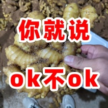 山东小黄姜丨源头产地直供丨货源充足丨欢迎咨询洽谈合作