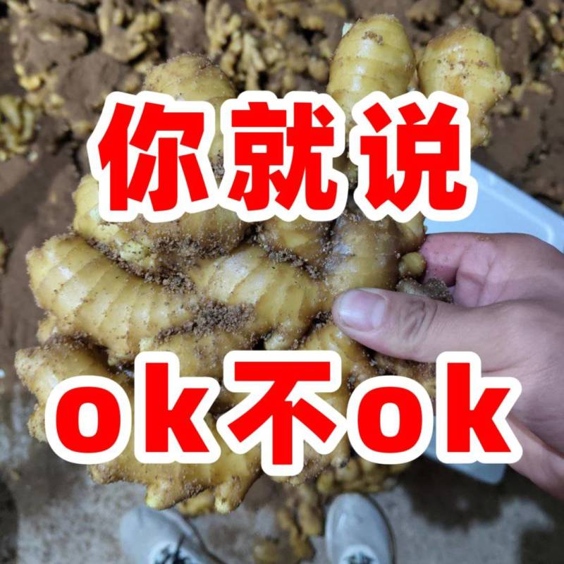 山东小黄姜丨源头产地直供丨货源充足丨欢迎咨询洽谈合作