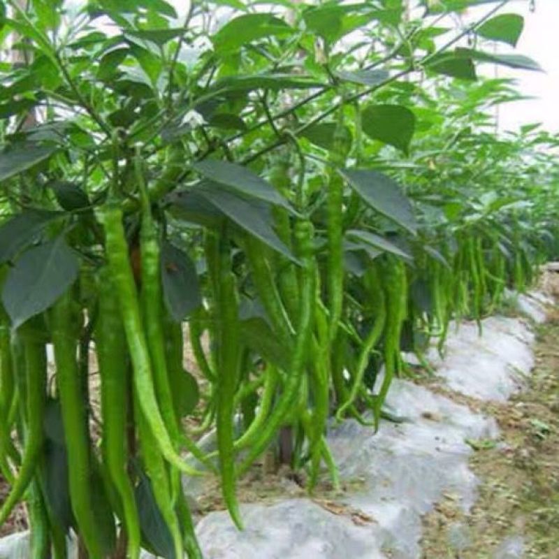 《畅销》陕西线椒自家基地直发对接全国保质保量一条龙服务