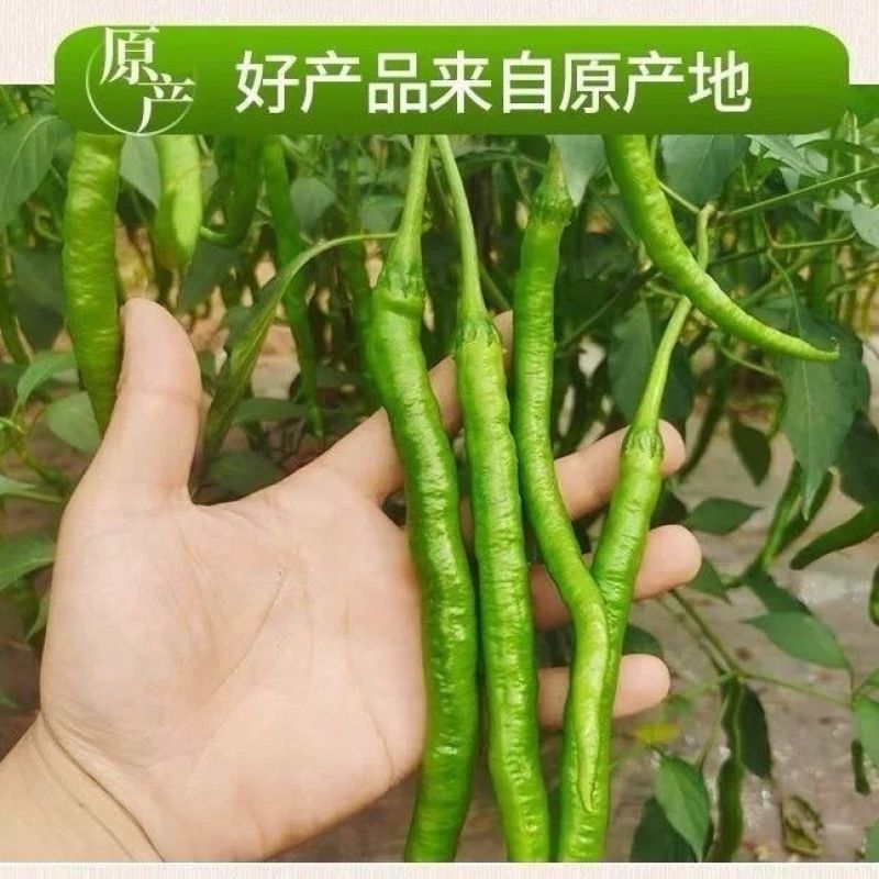 《畅销》陕西线椒自家基地直发对接全国保质保量一条龙服务