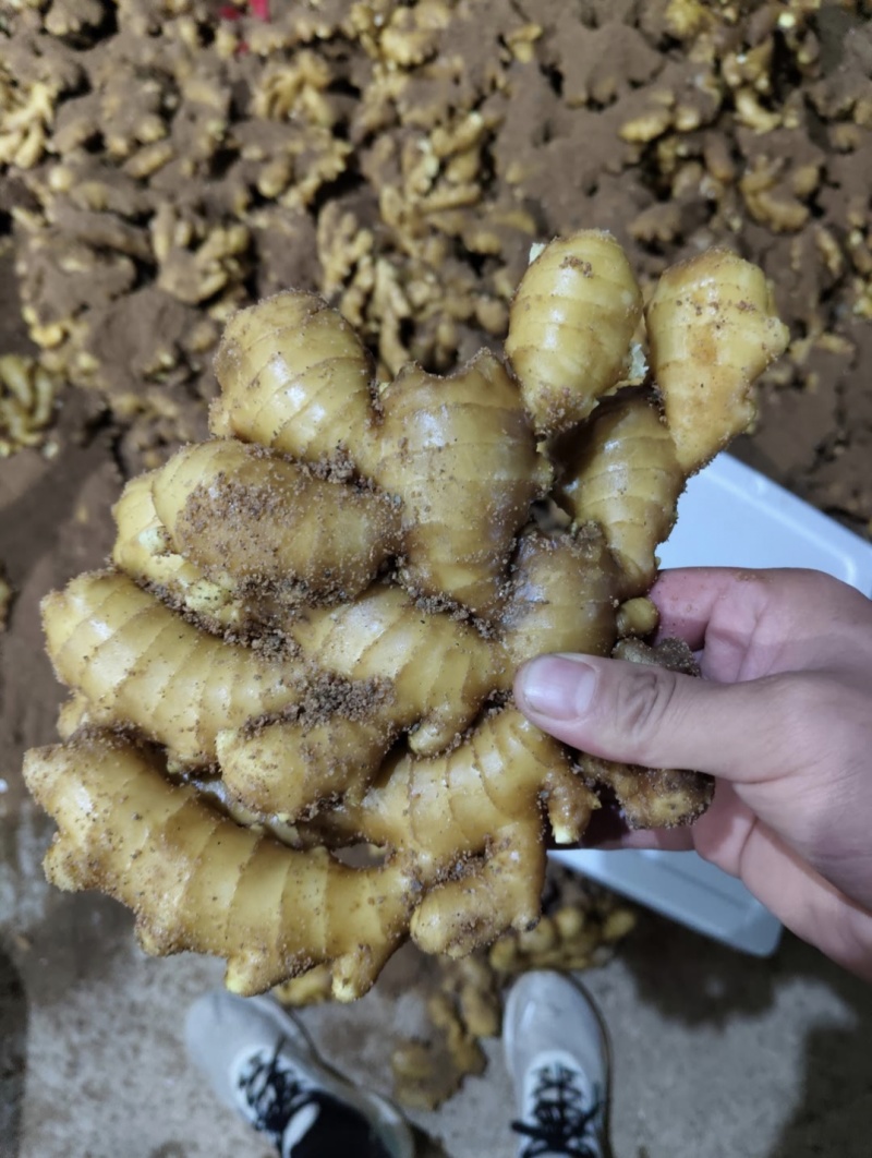 山东小黄姜丨源头产地直供丨货源充足丨欢迎咨询洽谈合作