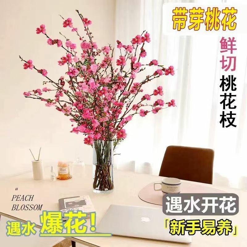 新年装饰桃花枝遇水开花冬季室内水培养干枝