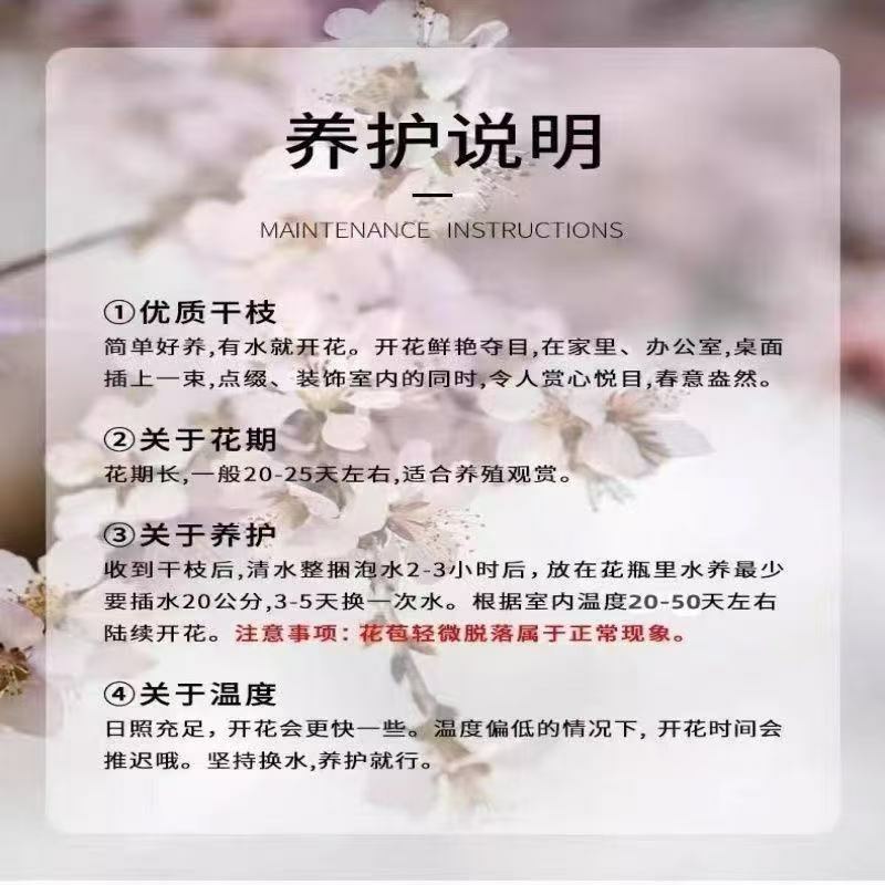 新年装饰桃花枝遇水开花冬季室内水培养干枝