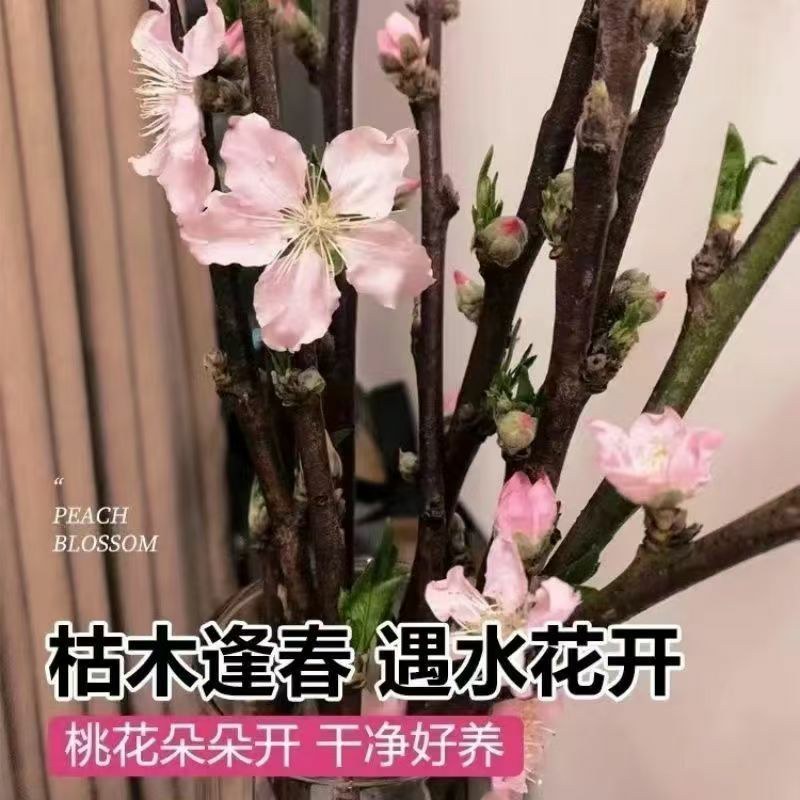 新年装饰桃花枝遇水开花冬季室内水培养干枝