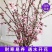 新年装饰桃花枝遇水开花冬季室内水培养干枝