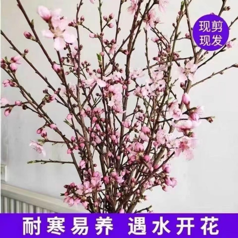 新年装饰桃花枝遇水开花冬季室内水培养干枝