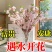 新年装饰桃花枝遇水开花冬季室内水培养干枝