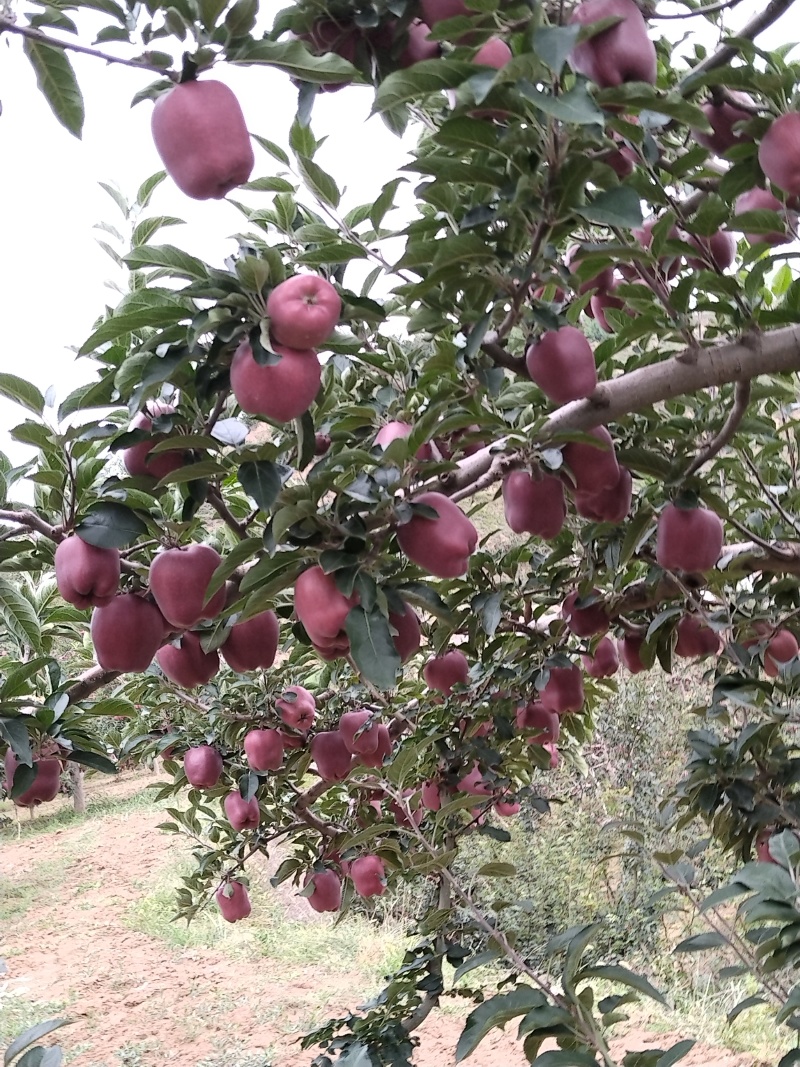 天水花牛苹果
