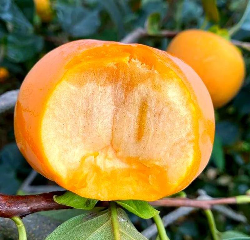 阳丰甜柿子