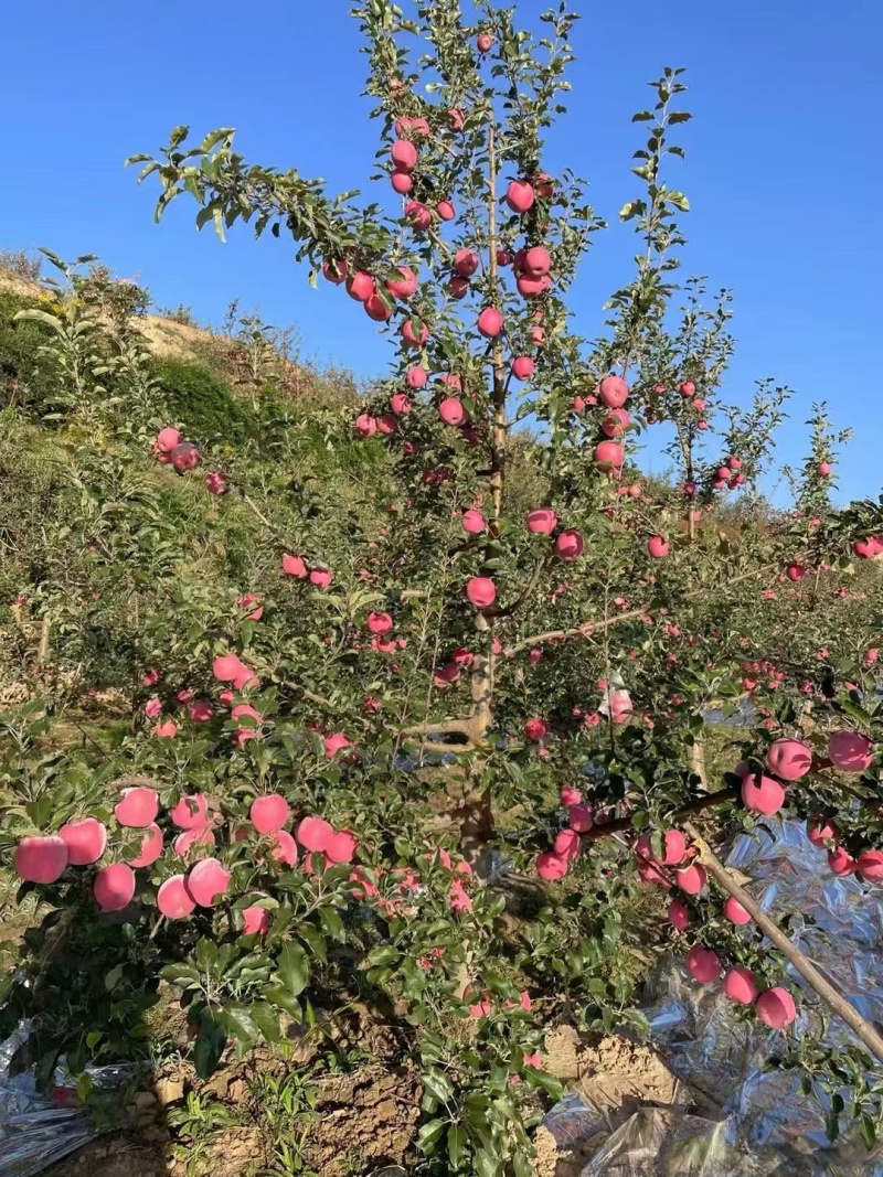 甘肃庄浪红富士苹果