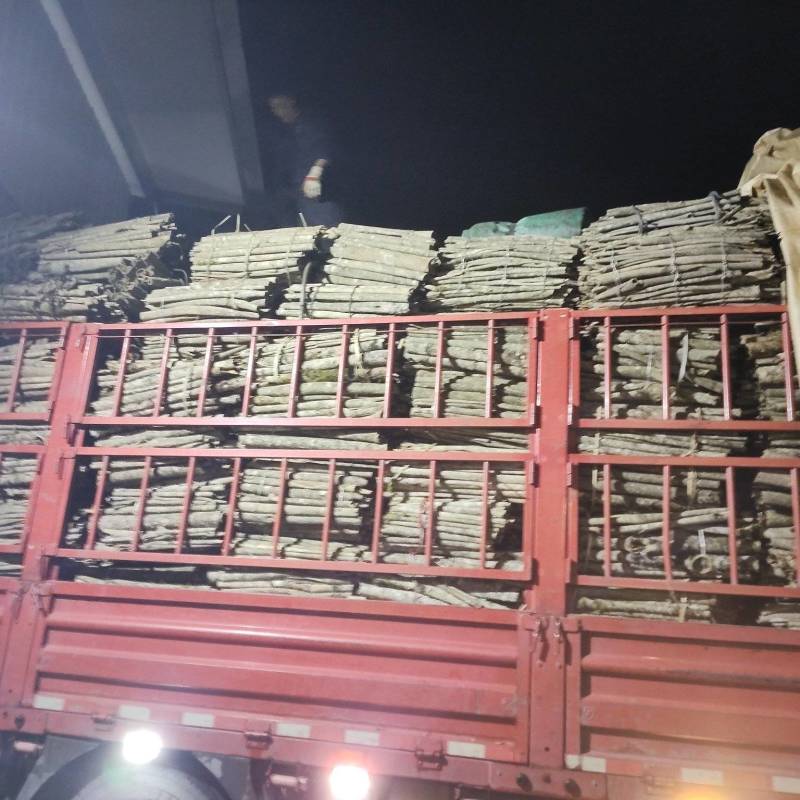 恩施特有高含量紫油厚朴含量3.5以上道地药材产地一手直发
