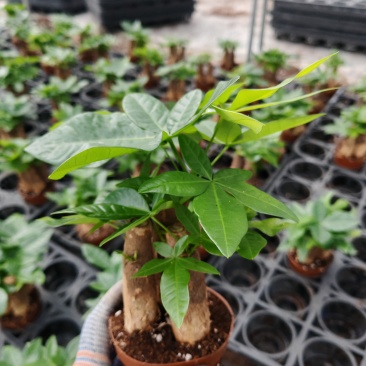 广东发财树基地源头基地，大量现货，对接电商，欢迎老板洽谈