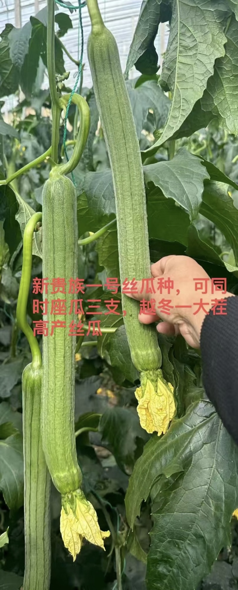 耐寒特长丝瓜种子新贵族一号丝瓜种籽越冬一大茬丝瓜种子高产