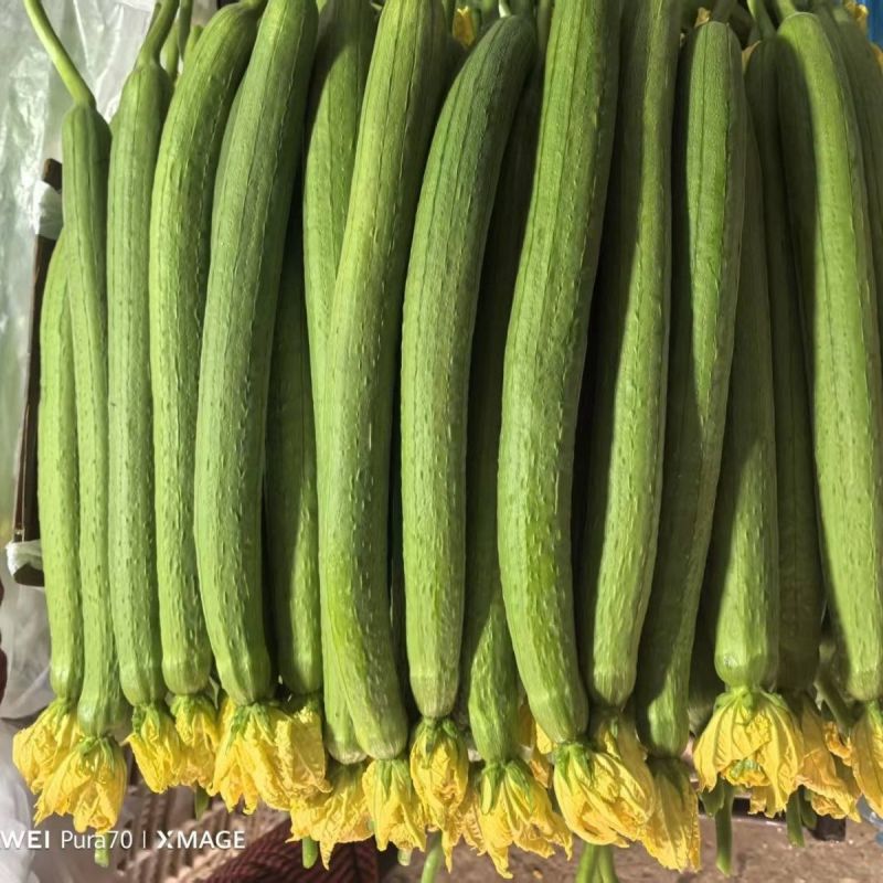 新贵族一号长棒丝瓜种子越冬一大茬丝瓜种子肉厚质硬心腔小