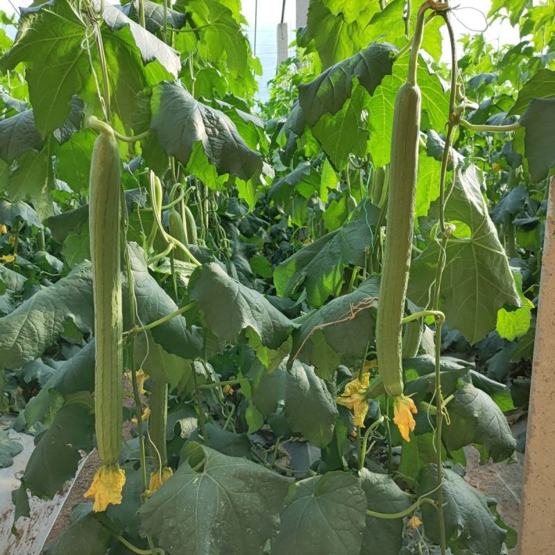 新贵族一号长棒丝瓜种子越冬一大茬丝瓜种子肉厚质硬心腔小
