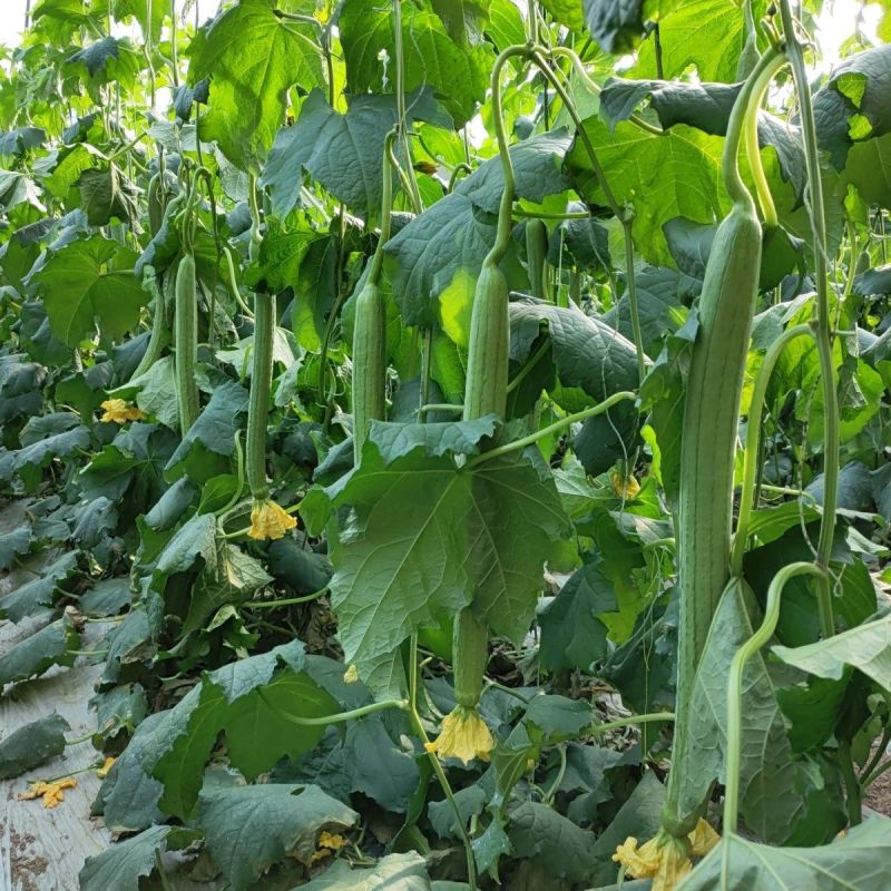 新贵族一号长棒丝瓜种子越冬一大茬丝瓜种子肉厚质硬心腔小