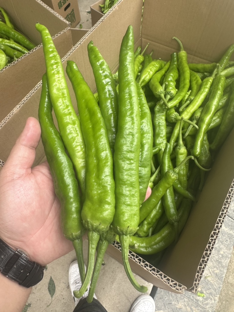 常德本地椒，直椒，青椒，软皮椒。
