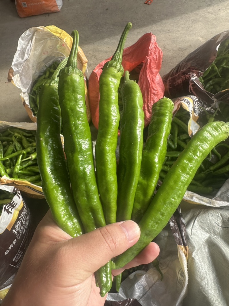 常德本地椒，直椒，青椒，软皮椒。