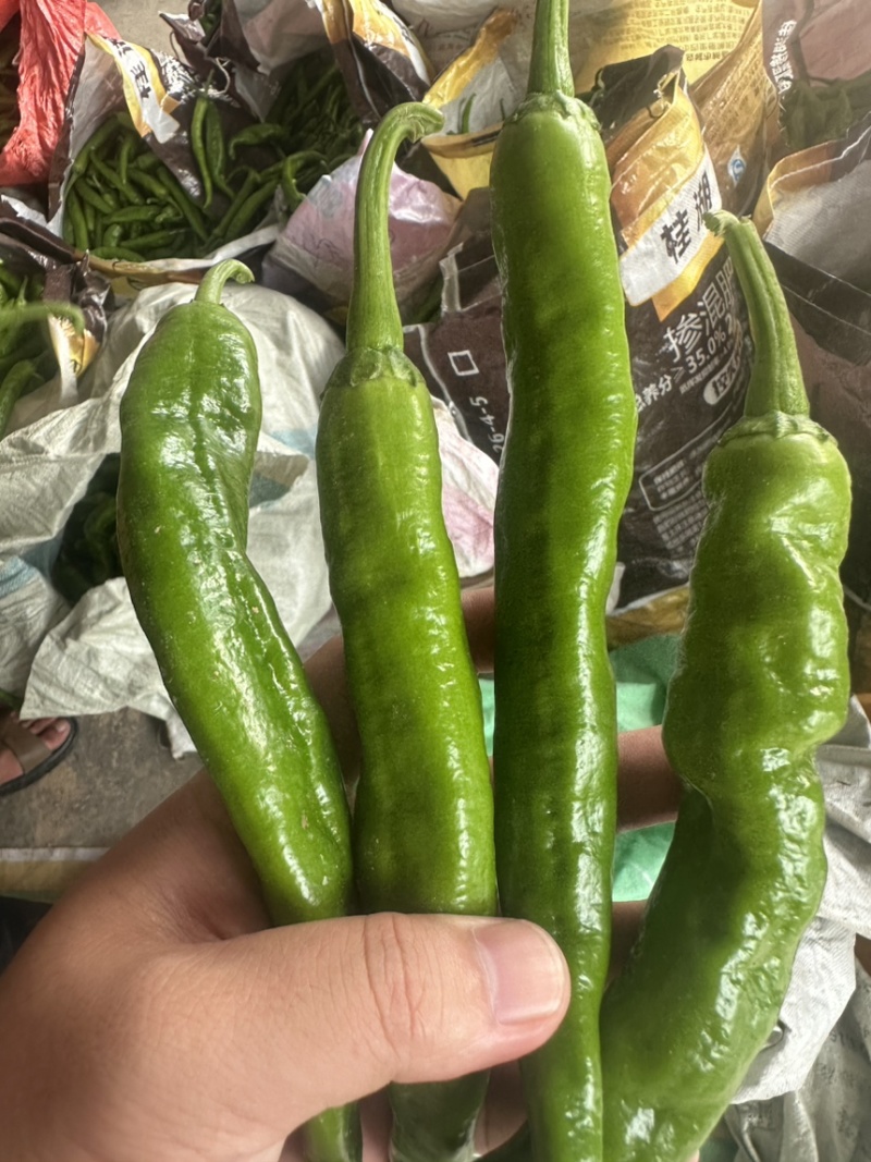常德本地椒，直椒，青椒，软皮椒。