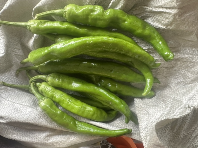 常德本地椒，直椒，青椒，软皮椒。