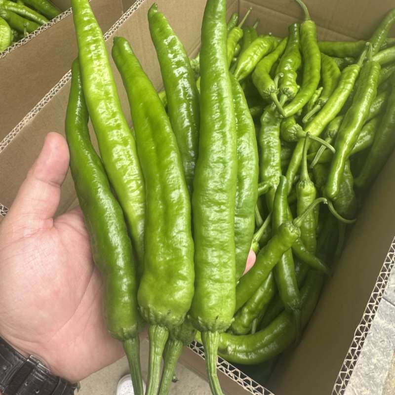 常德本地椒，直椒，青椒，软皮椒。