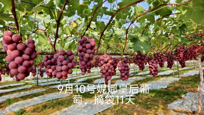 专业管理妮娜不上色，对接胶东半岛