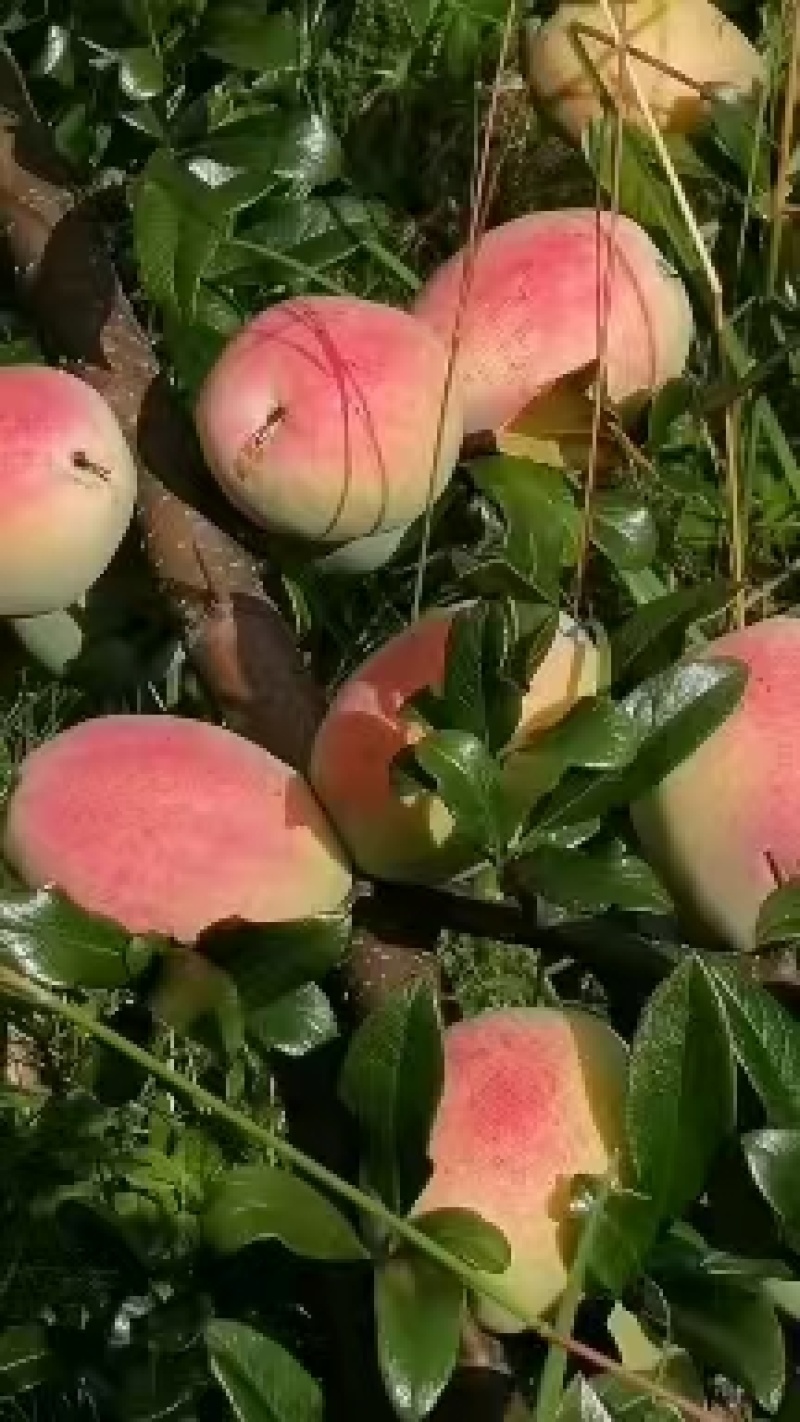 云南酸木瓜