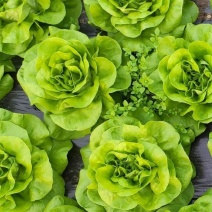 奶油绣球生菜种子甜脆奶油生菜种子耐寒蕊叶黄绿色香甜生菜种