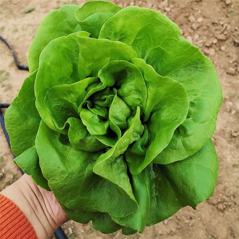 奶油绣球生菜种子甜脆奶油生菜种子耐寒蕊叶黄绿色香甜生菜种