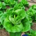 奶油绣球生菜种子甜脆奶油生菜种子耐寒蕊叶黄绿色香甜生菜种