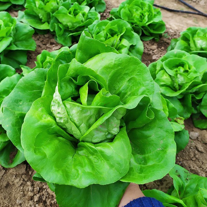 奶油绣球生菜种子甜脆奶油生菜种子耐寒蕊叶黄绿色香甜生菜种