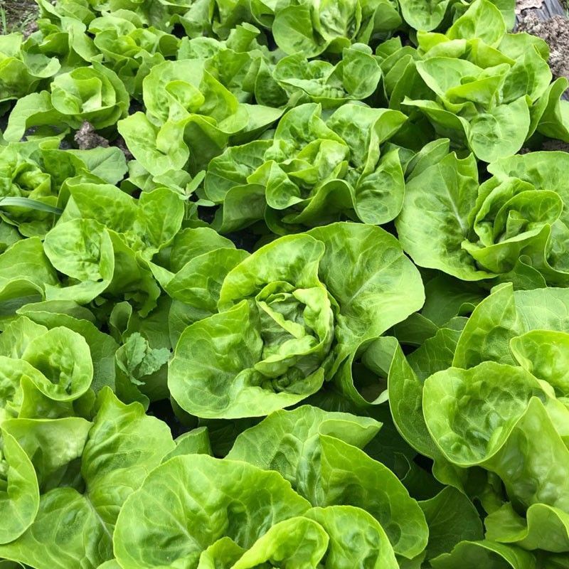 奶油绣球生菜种子甜脆奶油生菜种子耐寒蕊叶黄绿色香甜生菜种