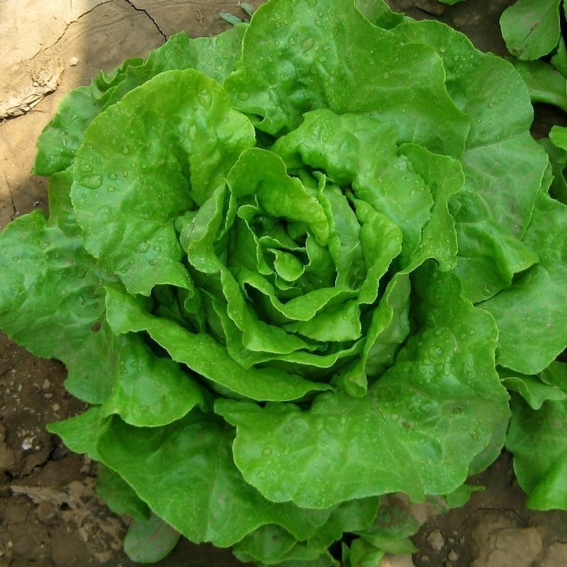 奶油绣球生菜种子甜脆奶油生菜种子耐寒蕊叶黄绿色香甜生菜种