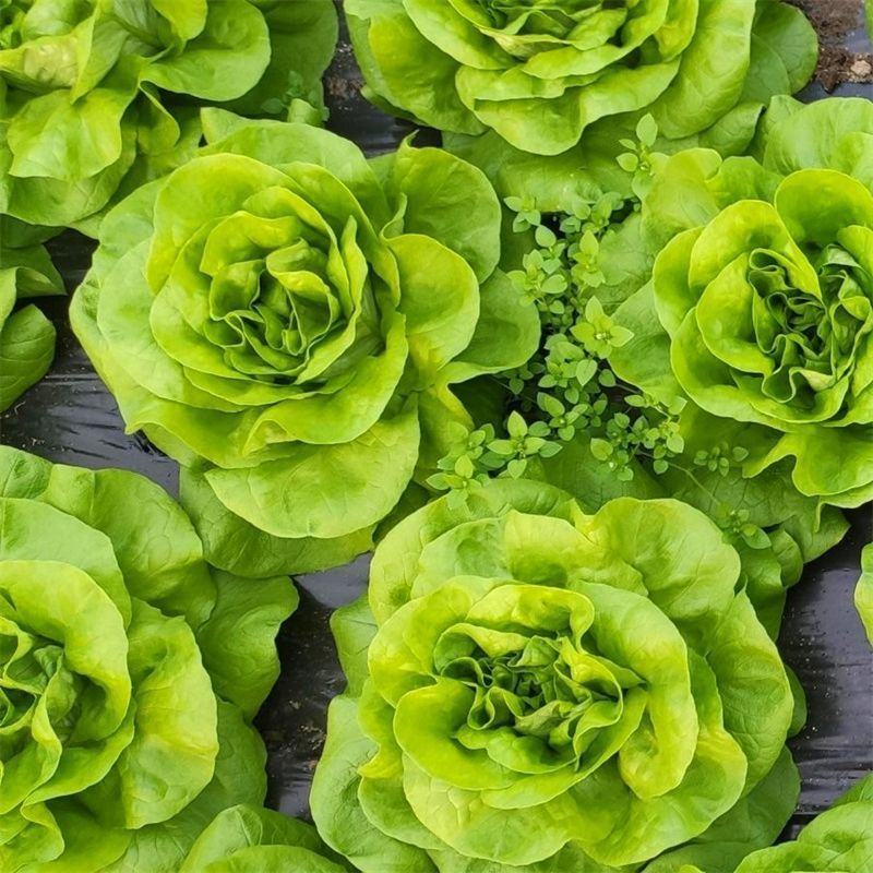 奶油绣球生菜种子甜脆奶油生菜种子耐寒蕊叶黄绿色香甜生菜种