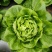 奶油绣球生菜种子甜脆奶油生菜种子耐寒蕊叶黄绿色香甜生菜种