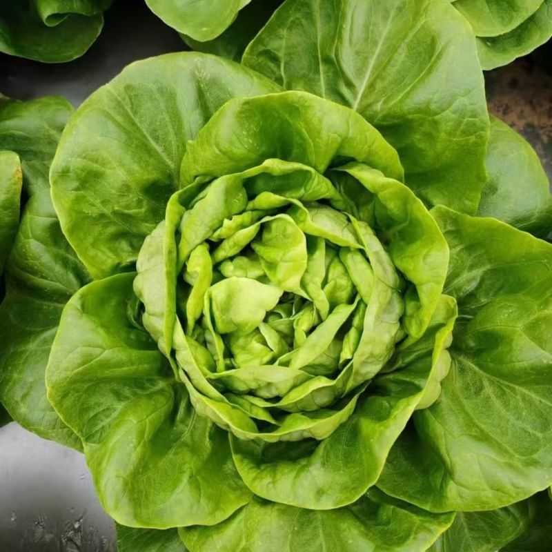 奶油绣球生菜种子甜脆奶油生菜种子耐寒蕊叶黄绿色香甜生菜种