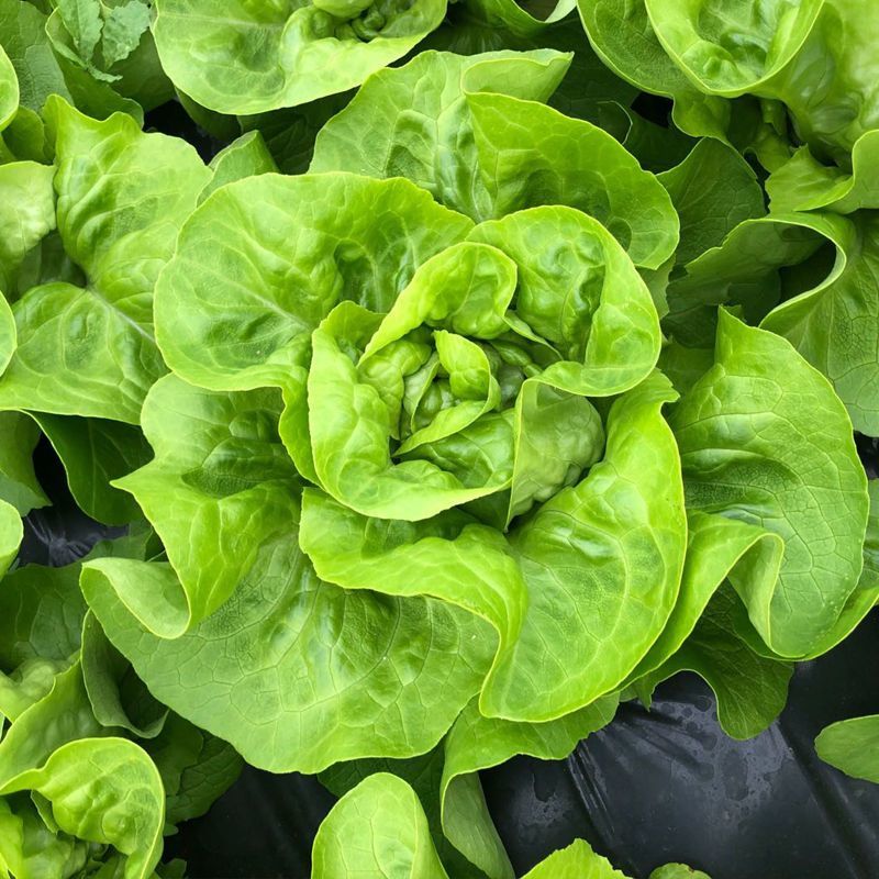 奶油绣球生菜种子甜脆奶油生菜种子耐寒蕊叶黄绿色香甜生菜种