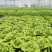 奶油绣球生菜种子甜脆奶油生菜种子耐寒蕊叶黄绿色香甜生菜种