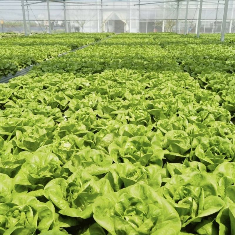 奶油绣球生菜种子甜脆奶油生菜种子耐寒蕊叶黄绿色香甜生菜种