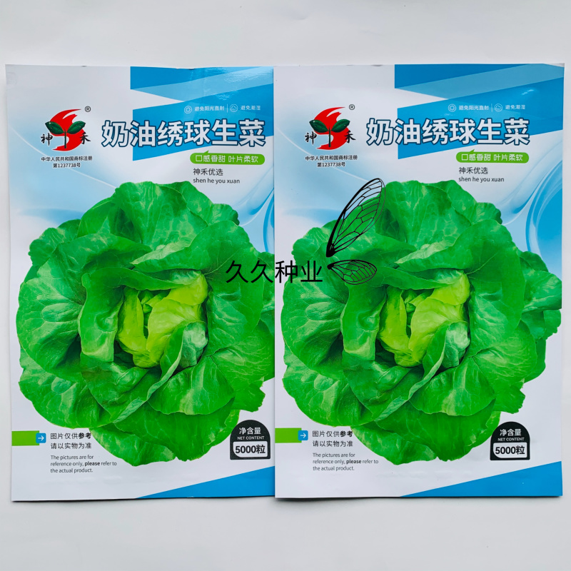 奶油绣球生菜种子甜脆奶油生菜种子耐寒蕊叶黄绿色香甜生菜种