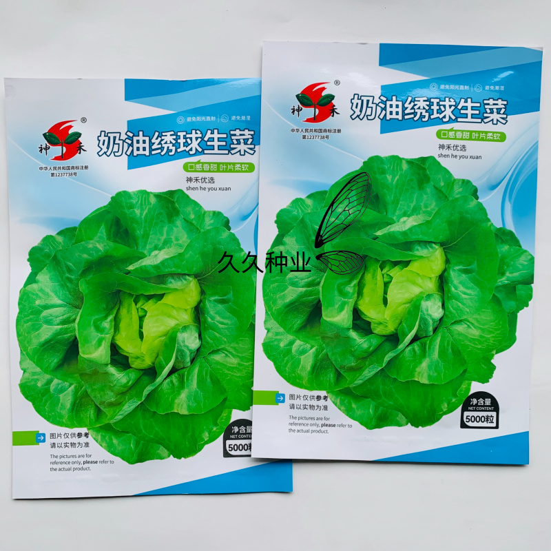 奶油绣球生菜种子甜脆奶油生菜种子耐寒蕊叶黄绿色香甜生菜种