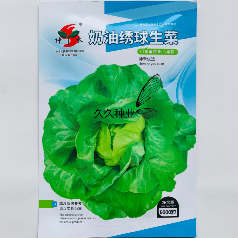 奶油绣球生菜种子甜脆奶油生菜种子耐寒蕊叶黄绿色香甜生菜种