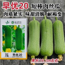 春润早优20肉丝瓜种子短棒形清香丝瓜种籽味甜清脆硬度好