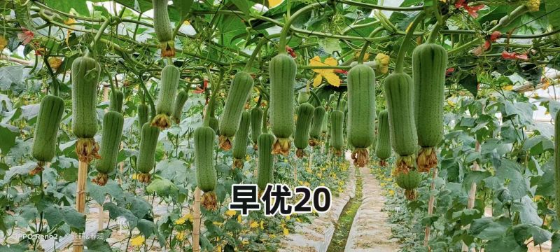 春润早优20肉丝瓜种子短棒形清香丝瓜种籽味甜清脆硬度好