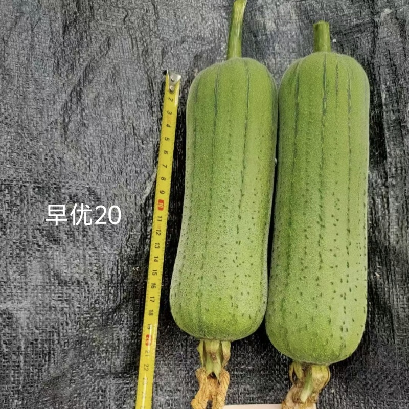 春润早优20肉丝瓜种子短棒形清香丝瓜种籽味甜清脆硬度好