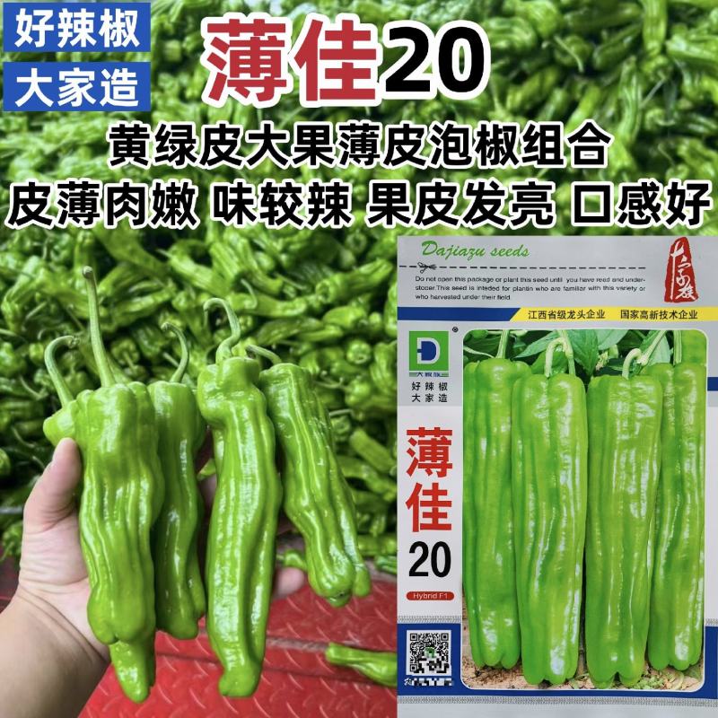 大家族薄佳20辣椒种子皮薄黄绿皮大果泡椒种子薄皮椒种子