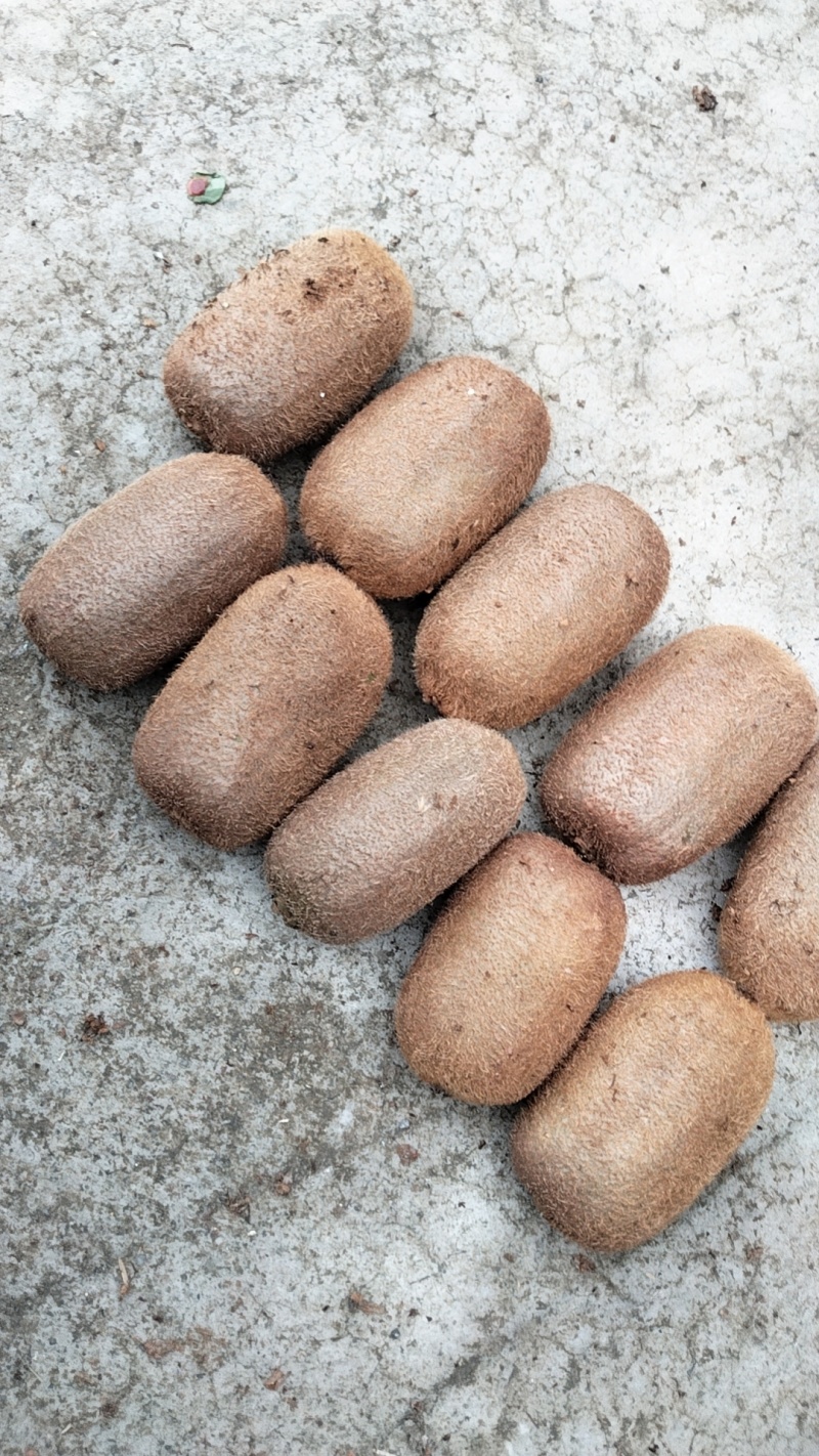 贵州修文猕猴桃大量接车每天可供应10万斤