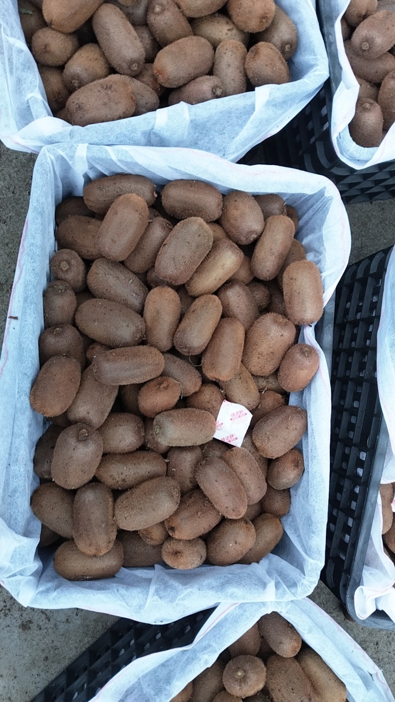 贵州修文猕猴桃大量接车每天可供应10万斤